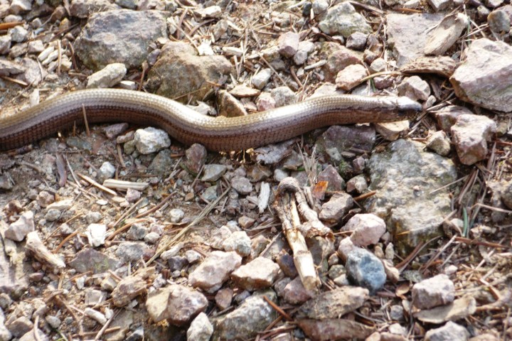 Wespenbussard, Äskulapnatter, Kleiber, Rotbuche, europäische Lärche, gemeine Fichte... eine einzigartige Vielfalt an Bäumen und Tieren lässt sich im Wiesbadener Stadtwald entdecken. Die Führung mit dem Förster nimmt sie mit in einen Stadtwald, der besonders schonend bewirtschaftet wird.
