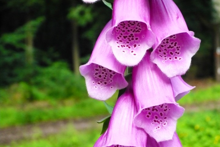 Wespenbussard, Äskulapnatter, Kleiber, Rotbuche, europäische Lärche, gemeine Fichte... eine einzigartige Vielfalt an Bäumen und Tieren lässt sich im Wiesbadener Stadtwald entdecken. Die Führung mit dem Förster nimmt sie mit in einen Stadtwald, der besonders schonend bewirtschaftet wird.