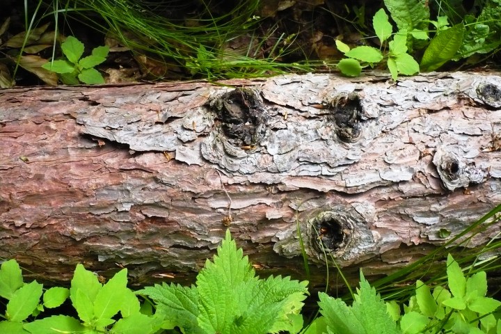 Wespenbussard, Äskulapnatter, Kleiber, Rotbuche, europäische Lärche, gemeine Fichte... eine einzigartige Vielfalt an Bäumen und Tieren lässt sich im Wiesbadener Stadtwald entdecken. Die Führung mit dem Förster nimmt sie mit in einen Stadtwald, der besonders schonend bewirtschaftet wird.