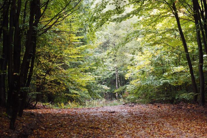 Wespenbussard, Äskulapnatter, Kleiber, Rotbuche, europäische Lärche, gemeine Fichte... eine einzigartige Vielfalt an Bäumen und Tieren lässt sich im Wiesbadener Stadtwald entdecken. Die Führung mit dem Förster nimmt sie mit in einen Stadtwald, der besonders schonend bewirtschaftet wird.