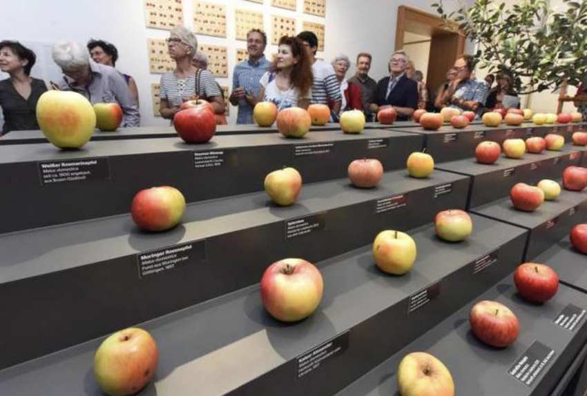 Verschiedene Äpfel ausgestellt
