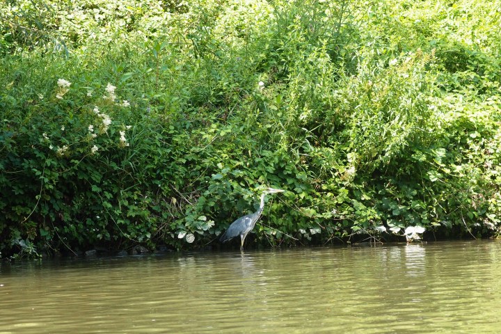Ein Vogel am Flussrand