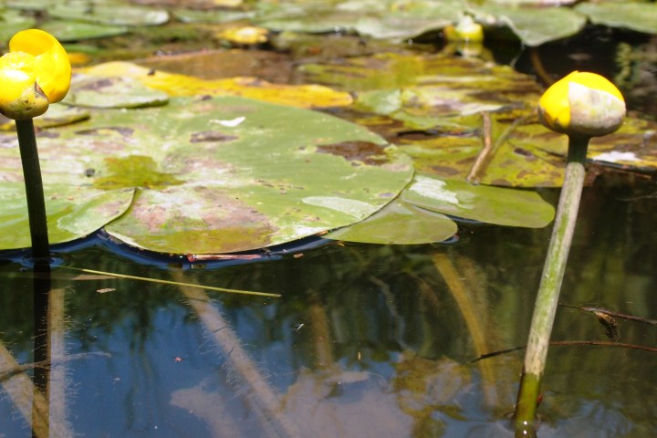 Zwei Blumen in einem Fluss