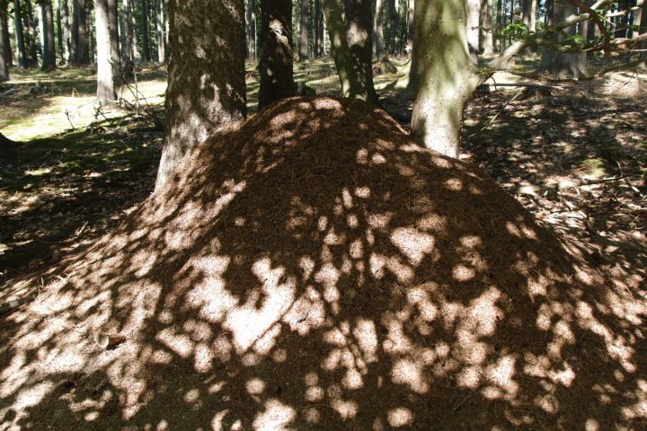 Bildung für nachhaltige Entwicklung