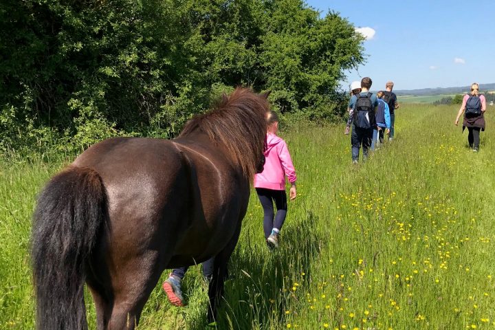Wanderung mit Islandponys