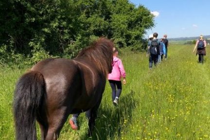 Wanderung mit Islandponys