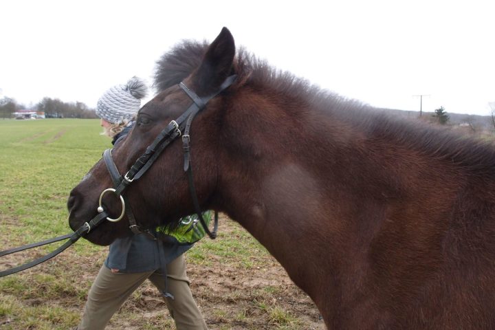 Gemeinsam mit kleinen, genügsamen und doch ausdauernden Islandpferden unterwegs