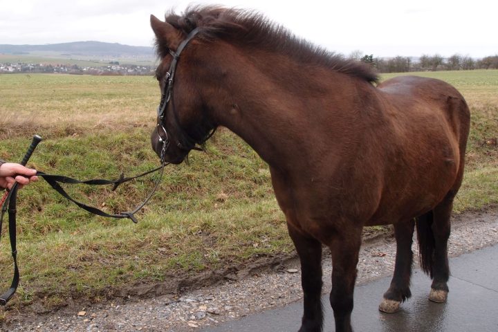 Gemeinsam mit kleinen, genügsamen und doch ausdauernden Islandpferden unterwegs