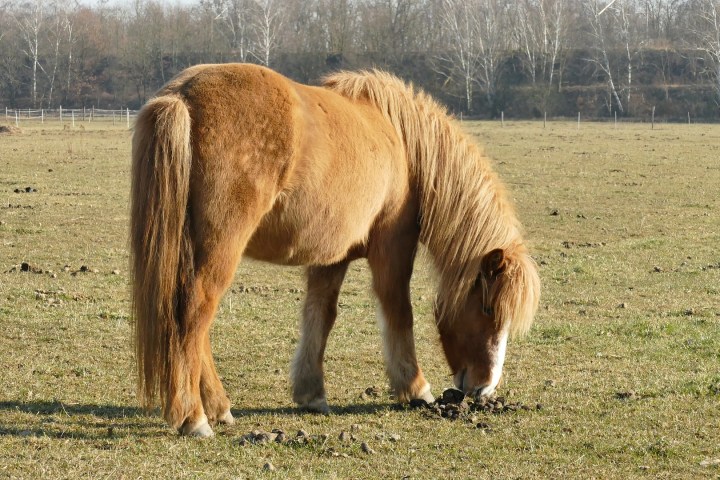 Pferde spiegeln uns Menschen in ihrem Verhalten wider. Gemeinsam mit erfahrenen Führern und Islandpferden sind wir auf einer besonderen Wanderung unterwegs.