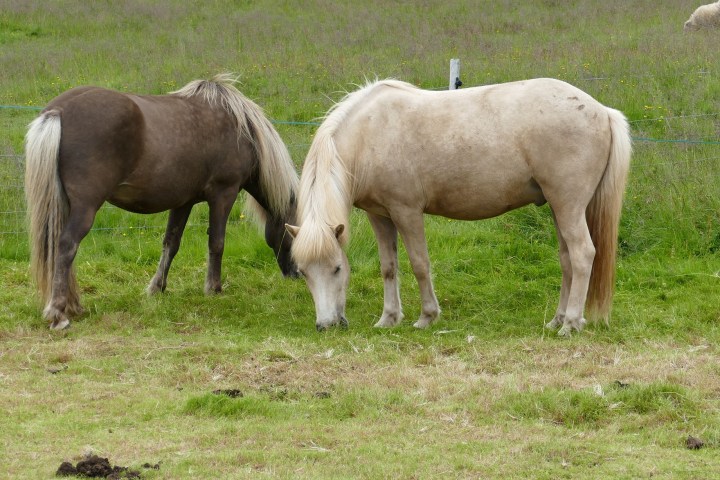 Pferde spiegeln uns Menschen in ihrem Verhalten wider. Gemeinsam mit erfahrenen Führern und Islandpferden sind wir auf einer besonderen Wanderung unterwegs.
