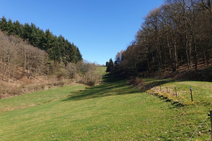 Ein Bach. Vogelgezwitscher. Dichter Wald. Stille. Rotwild. Wiesen und Weiden.