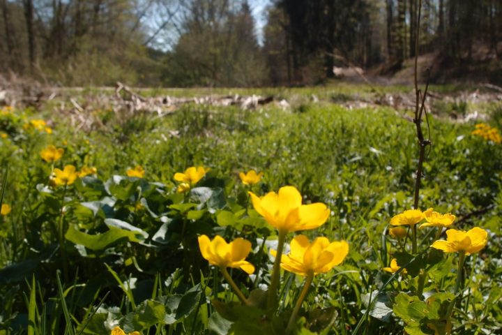 Ein Bach. Vogelgezwitscher. Dichter Wald. Stille. Rotwild. Wiesen und Weiden.