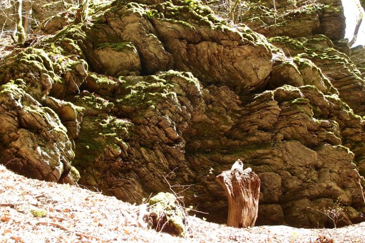 Ein Bach. Vogelgezwitscher. Dichter Wald. Stille. Rotwild. Wiesen und Weiden.
