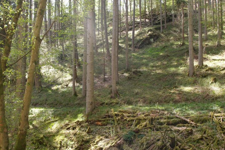 Ein Bach. Vogelgezwitscher. Dichter Wald. Stille. Rotwild. Wiesen und Weiden.