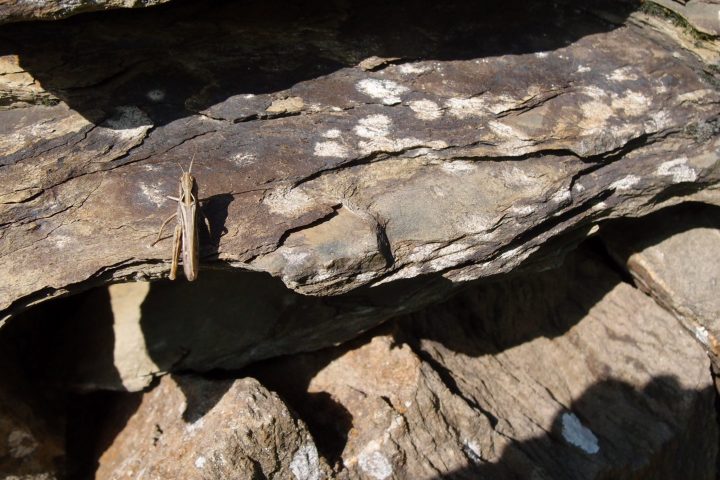 Ein Bach. Vogelgezwitscher. Dichter Wald. Stille. Rotwild. Wiesen und Weiden.
