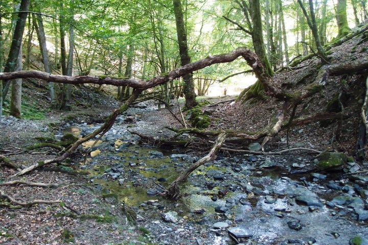 Sportliche Naturerlebnis-Tour und Naturerlebnisaktivität auf dem neuen Wisper Trail im Taunus auf wildromantischen Wegen durch wilde und idyllische Landschaft in unberührter Natur