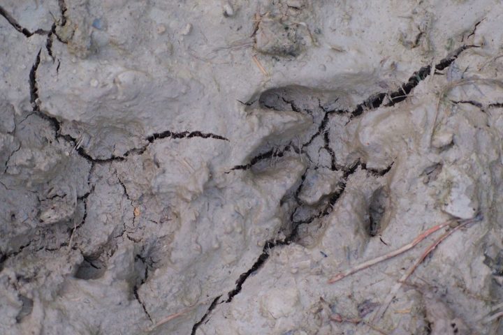 Ein Bach. Vogelgezwitscher. Dichter Wald. Stille. Rotwild. Wiesen und Weiden.