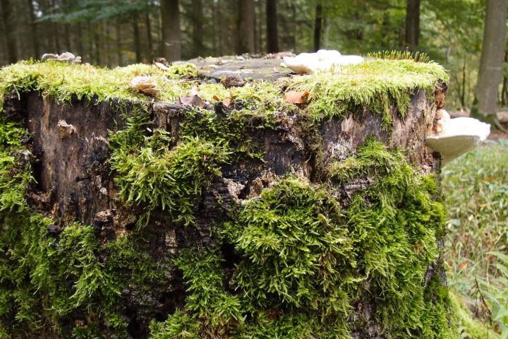 Ein Bach. Vogelgezwitscher. Dichter Wald. Stille. Rotwild. Wiesen und Weiden.