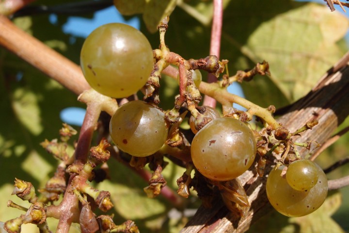 Weinreben im Rheingau