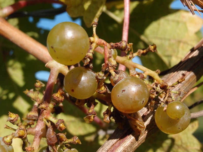 Weinreben im Rheingau
