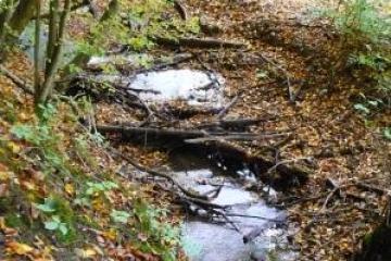 Wanderung zu drei Wiesbadener Bächen durch anmutige Täler in der reizvollen Umgebung Wiesbadens. Erfahren Sie Kurzweiliges, Sagenhaftes und Wissenswertes über die Gewässer der Kurstadt und des Rheingaus.