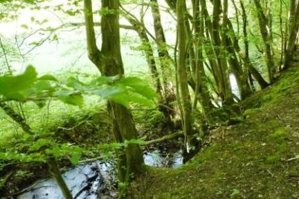 Wanderung zu drei Wiesbadener Bächen durch anmutige Täler in der reizvollen Umgebung Wiesbadens. Erfahren Sie Kurzweiliges, Sagenhaftes und Wissenswertes über die Gewässer der Kurstadt und des Rheingaus.