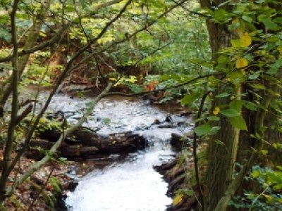 Wanderung zu drei Wiesbadener Bächen durch anmutige Täler in der reizvollen Umgebung Wiesbadens. Erfahren Sie Kurzweiliges, Sagenhaftes und Wissenswertes über die Gewässer der Kurstadt und des Rheingaus.