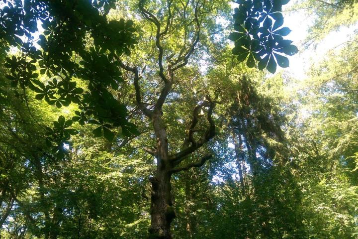 Wanderung mit Achtsamkeit und allen Sinnen. Durch Eintauchen in die heilsame Atmosphäre des Waldes wird Stress abgebaut und das Immunsystem sowie körpereigene Regenerationsprozesse angeregt. Sie stärken das Herz und erleichtern psychische Belastungen.