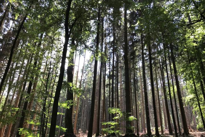 Wanderung mit Achtsamkeit und allen Sinnen. Durch Eintauchen in die heilsame Atmosphäre des Waldes wird Stress abgebaut und das Immunsystem sowie körpereigene Regenerationsprozesse angeregt. Sie stärken das Herz und erleichtern psychische Belastungen.