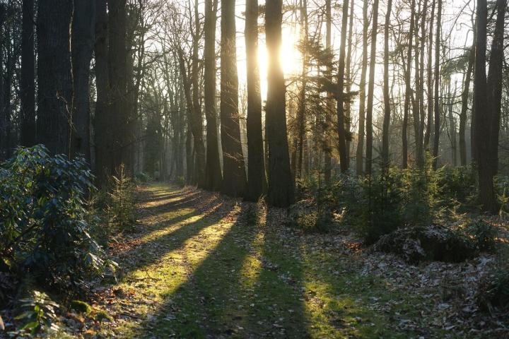 Wanderung mit Achtsamkeit und allen Sinnen. Durch Eintauchen in die heilsame Atmosphäre des Waldes wird Stress abgebaut und das Immunsystem sowie körpereigene Regenerationsprozesse angeregt. Sie stärken das Herz und erleichtern psychische Belastungen.