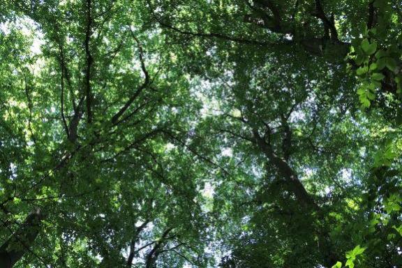 Wanderung mit Achtsamkeit und allen Sinnen. Durch Eintauchen in die heilsame Atmosphäre des Waldes wird Stress abgebaut und das Immunsystem sowie körpereigene Regenerationsprozesse angeregt. Sie stärken das Herz und erleichtern psychische Belastungen.