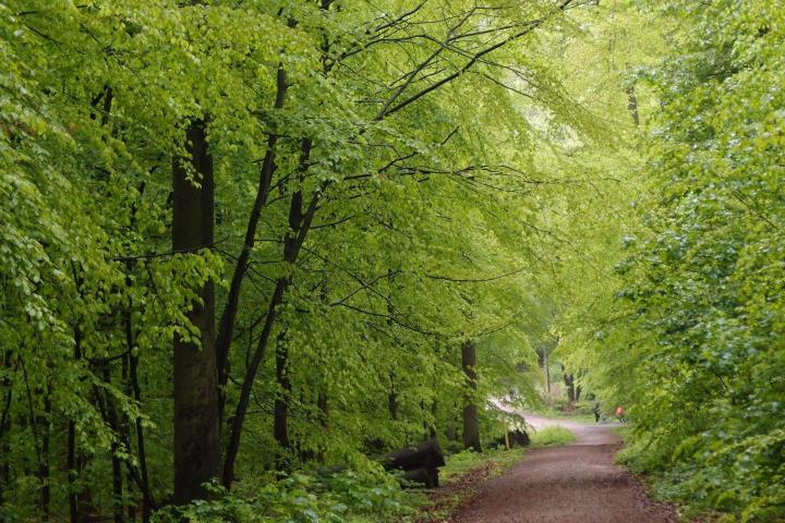 Wanderung mit Achtsamkeit und allen Sinnen. Durch Eintauchen in die heilsame Atmosphäre des Waldes wird Stress abgebaut und das Immunsystem sowie körpereigene Regenerationsprozesse angeregt. Sie stärken das Herz und erleichtern psychische Belastungen.