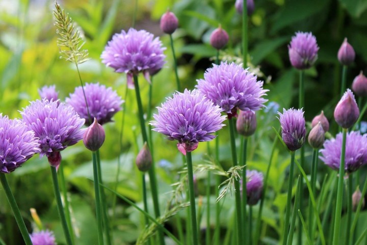 Auf einer Wanderung Wildpflanzen kennenlernen und selbst ein Kräutersalz herstellen.