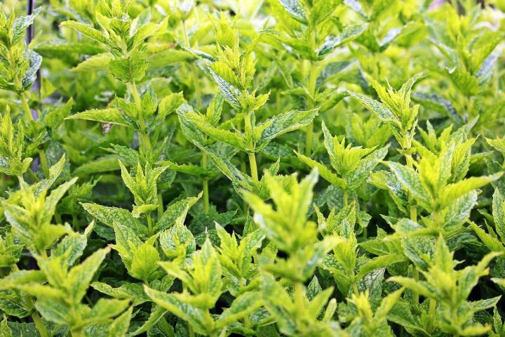 Auf einer Wanderung Wildpflanzen kennenlernen und selbst ein Kräutersalz herstellen.