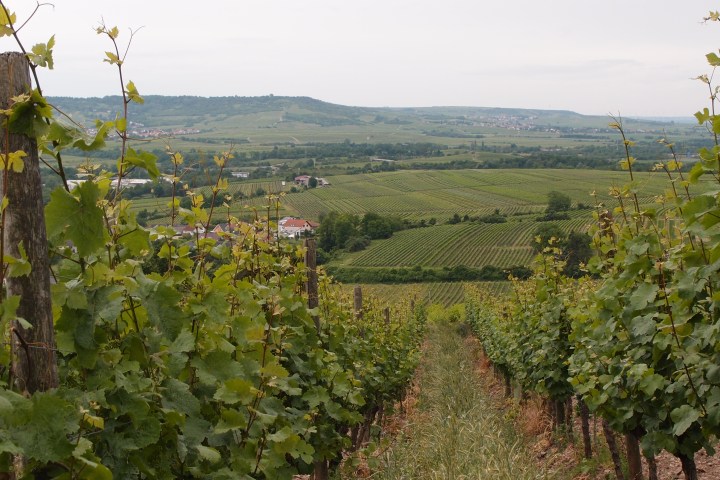 Rheinhessisches Tafelland und historische Dörfer mit Vesper und Weinprobe. Eine E-Bike Tour mit Klosterführung und anschließender Vesper und Weinprobe. Weinanbau und Christentum prägten das linksrheinische Gebiet. Gau-Algesheim, Appenheim, Dromersheim, Laurenziberg, Kloster Jakobsberg und zurück nach Ockenheim. Erfreuen Sie sich an faszinierender Natur, weitem Hügelland und Dörfern, die im Laufe der Jahrhunderte römisch, fränkisch, französisch und preußisch geprägt wurden. Wir genießen grandiose Ausblicke.