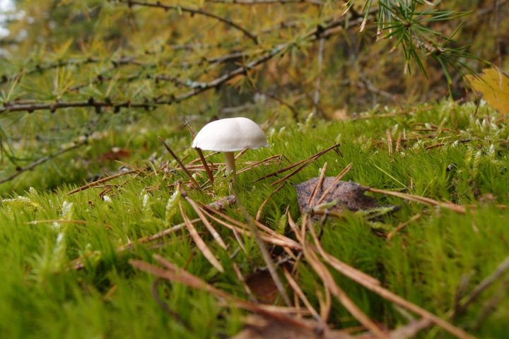 E-Bike-Tour Naturerlebnis Kemeler Heide