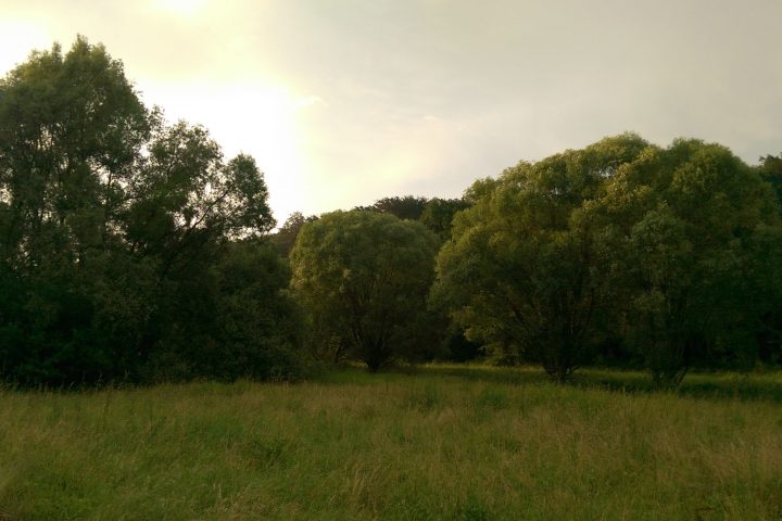 Schärfen Sie Ihre Sinne und nehmen Sie Natur und Tierwelt spannend anders wahr. Geführter Naturerlebnisspaziergang am Stadtrand in die Dämmerung und Nacht hinein.
