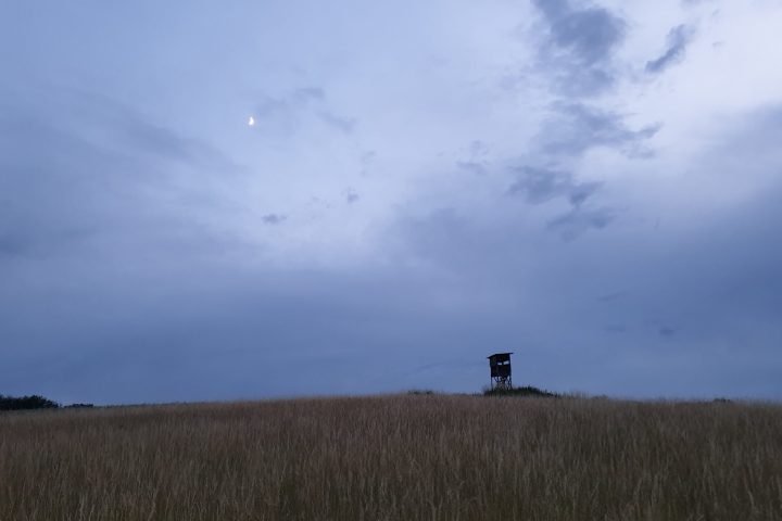 Schärfen Sie Ihre Sinne und nehmen Sie Natur und Tierwelt spannend anders wahr. Geführter Naturerlebnisspaziergang am Stadtrand in die Dämmerung und Nacht hinein.