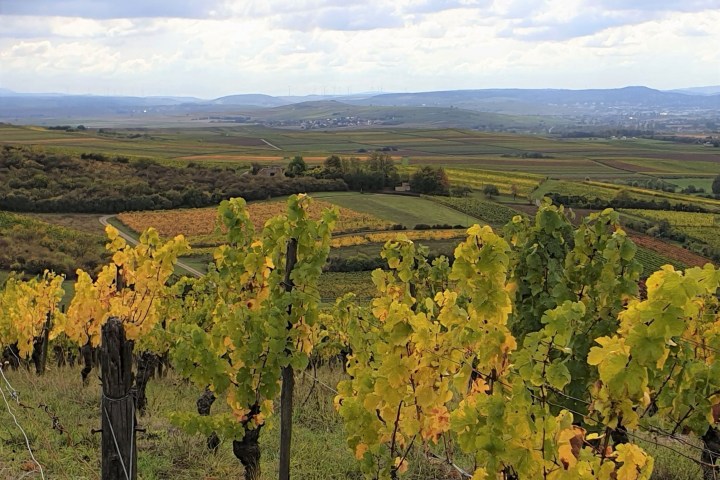 Rheinhessen Wanderung