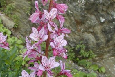 Auf botanischer Entdeckungsreise im Trockenbiotop des Mittelrheintals