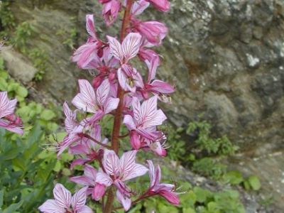 Auf botanischer Entdeckungsreise im Trockenbiotop des Mittelrheintals