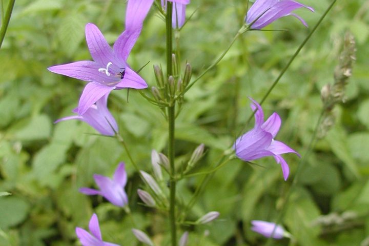 Auf botanischer Entdeckungsreise im Trockenbiotop des Mittelrheintals
