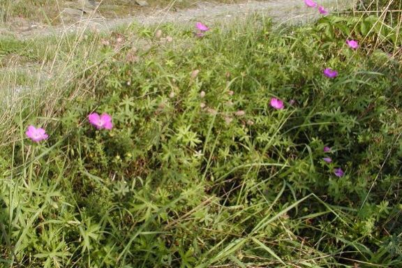 Auf botanischer Entdeckungsreise im Trockenbiotop des Mittelrheintals