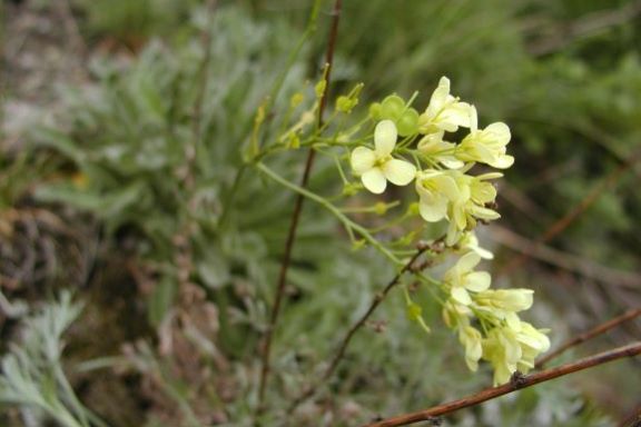 Auf botanischer Entdeckungsreise im Trockenbiotop des Mittelrheintals