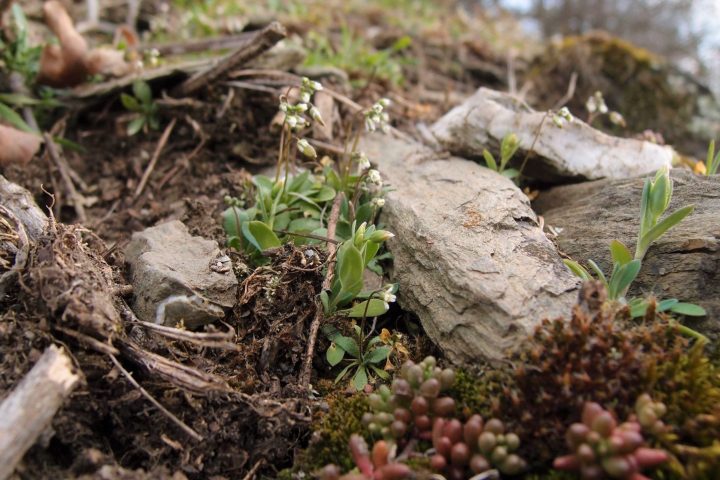 Auf botanischer Entdeckungsreise im Trockenbiotop des Mittelrheintals: Entdecken Sie Pflanzen, die Wasser und CO2 speichern, Pflanzen, die sich gegen Hitze schützen und wiederum andere Pflanzen, die zum Aufstieg der Tuchfärberei bis 1900 führten. Lorch, Mittelrheintal, NABU, Weinberge, Botanik, Wispertrail, Wispertrails, Pflanzen, Tiere, Schmetterlinge