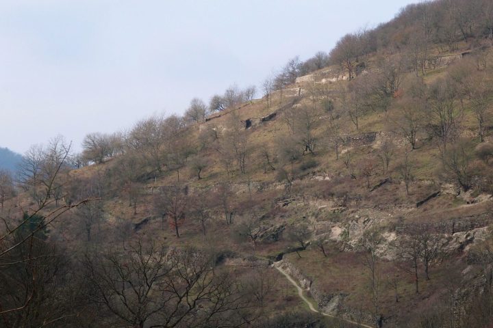 Auf botanischer Entdeckungsreise im Trockenbiotop des Mittelrheintals: Entdecken Sie Pflanzen, die Wasser und CO2 speichern, Pflanzen, die sich gegen Hitze schützen und wiederum andere Pflanzen, die zum Aufstieg der Tuchfärberei bis 1900 führten. Lorch, Mittelrheintal, NABU, Weinberge, Botanik, Wispertrail, Wispertrails, Pflanzen, Tiere, Schmetterlinge