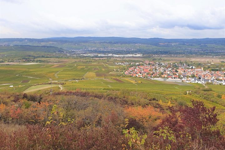 Rheingau, Rheinhessen und