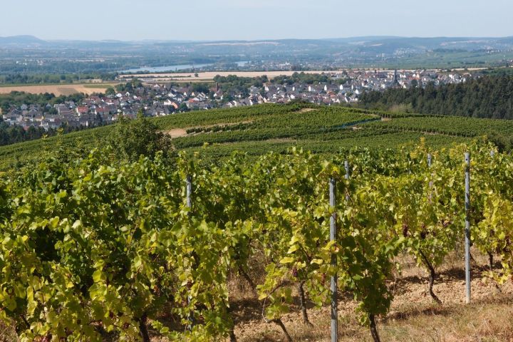 Rheingauer E-Bike Our Ost, Walluf, Bubenhäuser Höhe, Kiedrich, Wein, Kloster Eberbach, Mariannenaue, Hattenheim, Eltville