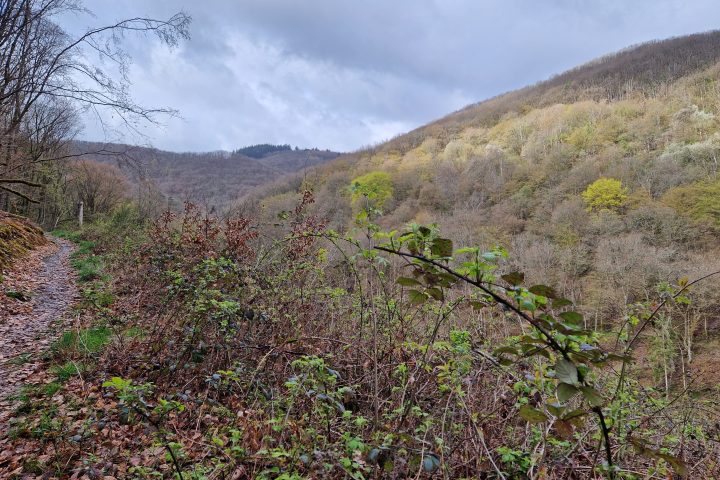 Wanderung, Mittelrheintal, Welterbegarten, Bad Salzig, Boppard