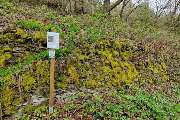 Wanderung, Mittelrheintal, Welterbegarten, Bad Salzig, Boppard